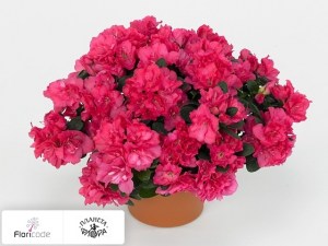 flori/rododendron-simsa-sansibar13407