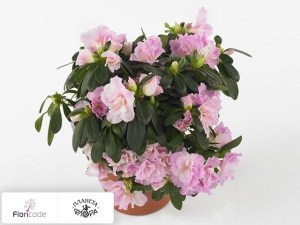 flori/rododendron-simsa-sayonara13439