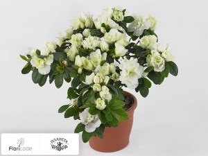 flori/rododendron-simsa-schneekningin13446