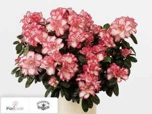flori/rododendron-simsa-sima13507