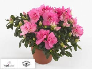 flori/rododendron-simsa-sister-jo13443