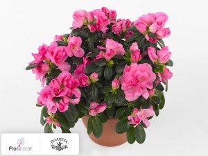 flori/rododendron-simsa-spreeperle13440