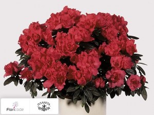 flori/rododendron-simsa-tamira13509