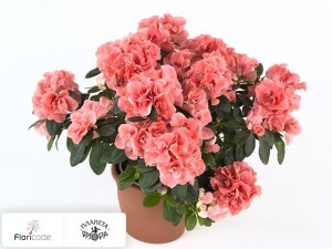 flori/rododendron-simsa-thesla13495