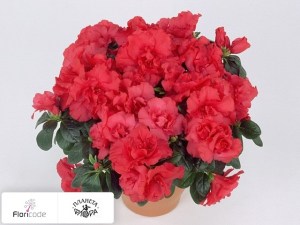 flori/rododendron-simsa-tigra13476