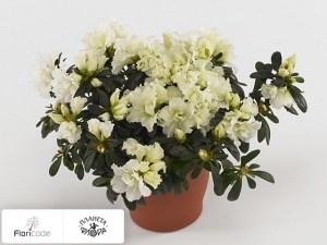 flori/rododendron-simsa-van-straelen13444