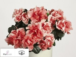 flori/rododendron-simsa-vogel-luntera13499
