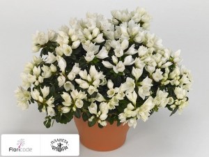 flori/rododendron-simsa-weisse-sachsenstern13402