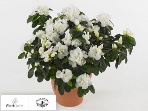 flori/rododendron-simsa-winterperle13505
