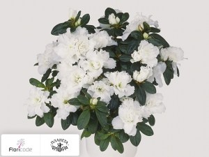 flori/rododendron-simsa-witte-vogel13474