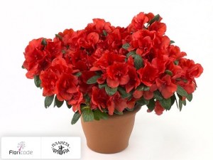 flori/rododendron-yakushimanskiy-morgenrot13492