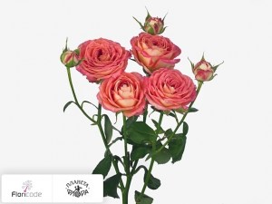 flori/roza-kustovaya-tropical-folies13904
