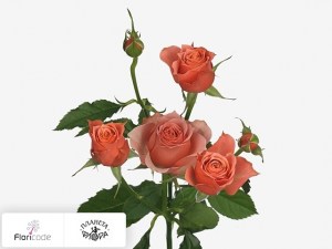 flori/roza-kustovaya-tropical-rain14000