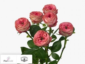 flori/roza-kustovaya-turkish-delight13756
