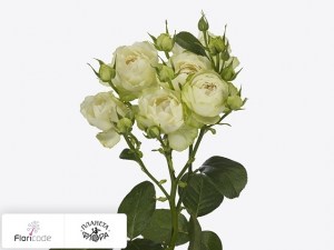 flori/roza-kustovaya-vanilla-lace14156