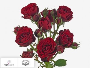 flori/roza-kustovaya-velvet-sensation13783