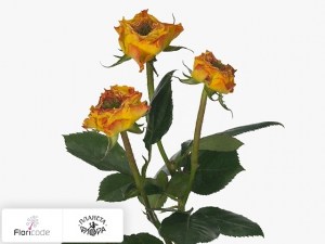 flori/roza-kustovaya-viyella-red13741