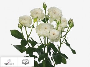 flori/roza-kustovaya-wedding-mikado13795