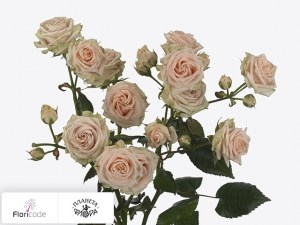 flori/roza-kustovaya-wedding-sensation14062