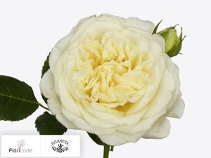 flori/roza-kustovaya-white-ashley14153