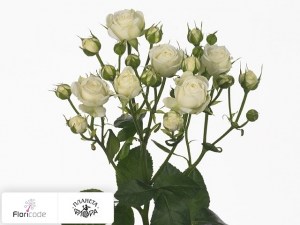 flori/roza-kustovaya-white-bubbles13594