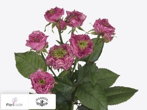flori/roza-kustovaya-wild-moments14247