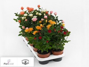flori/roza-maison-olij-deluxe-gemengd13838