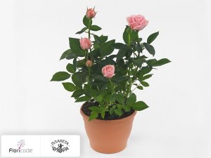 flori/roza-maison-olij-pink13837
