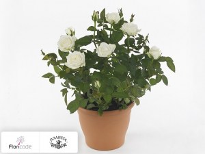 flori/roza-maison-olij-white13836