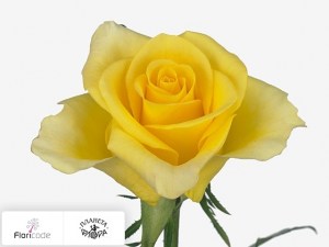 flori/roza-melkocvetnaya-cream-delight13872