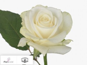 flori/roza-melkocvetnaya-icee13675
