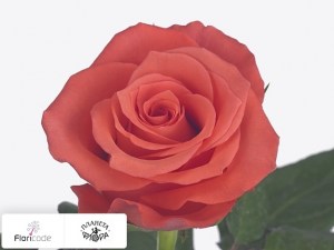 flori/roza-melkocvetnaya-impulse14043