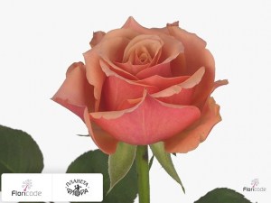 flori/roza-melkocvetnaya-lexson13605