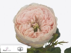 flori/roza-melkocvetnaya-mansfield-park14118