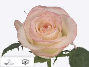 flori/roza-melkocvetnaya-marilyn14084