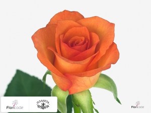 flori/roza-melkocvetnaya-orange-roma13873