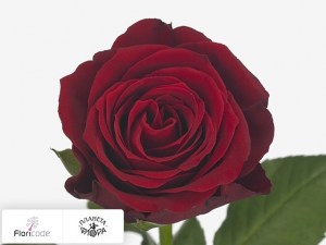 flori/roza-melkocvetnaya-red-adore14019