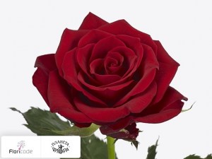 flori/roza-melkocvetnaya-red-dragon14201