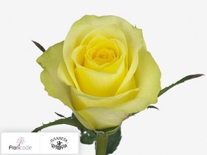 flori/roza-melkocvetnaya-skippy13934