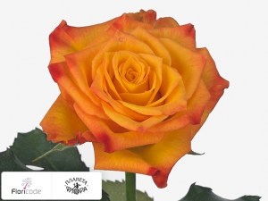 flori/roza-melkocvetnaya-tiebreak13922