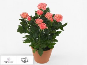flori/roza-noriko-hit13818
