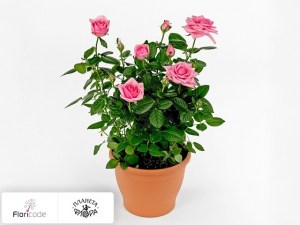 flori/roza-rebekah13727