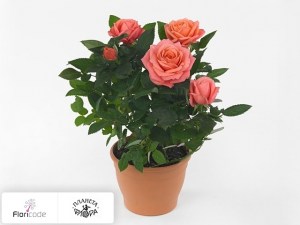 flori/roza-rosanna-kordana13824