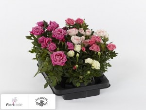flori/roza-rosaroma-gemengd14192