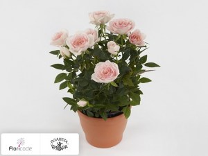 flori/roza-rosaroma-pink-cream14190