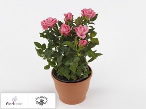 flori/roza-rosaroma-salmon-pink14188