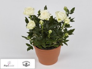 flori/roza-rosaroma-white14191