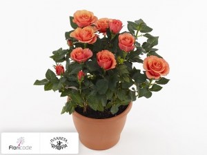 flori/roza-safari-star14227