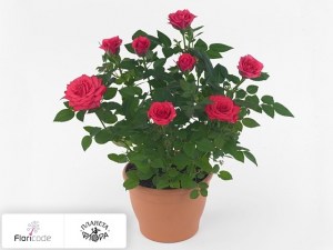 flori/roza-saki14018