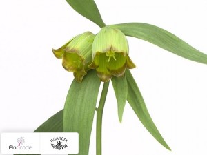 flori/ryabchik-pontiyskiy-x14425